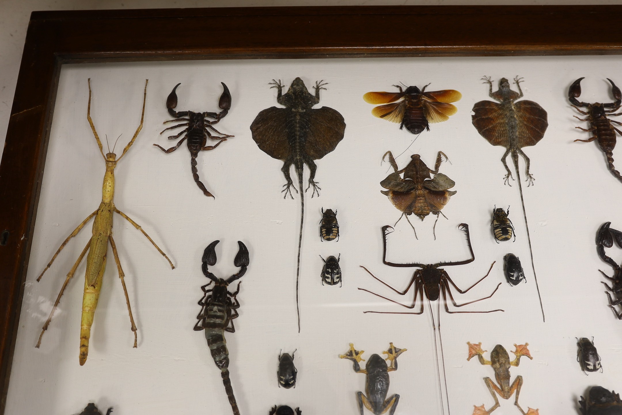 Entomology- a cased taxidermy display of tree frogs, scorpions, stick insects, beetles and flying lizards
